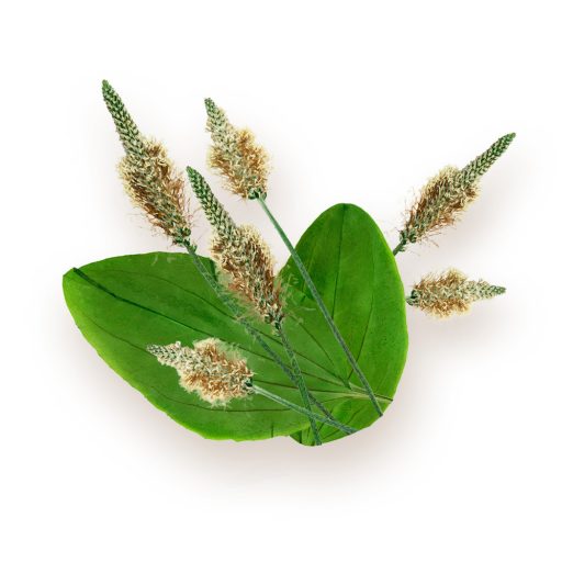 BioMenü BIO ÚTIFŰMAGHÉJ kapszula 60 db alapanyag