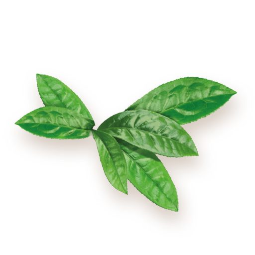 BioMenü BIO MATCHA TEA kapszula 60 db alapanyag