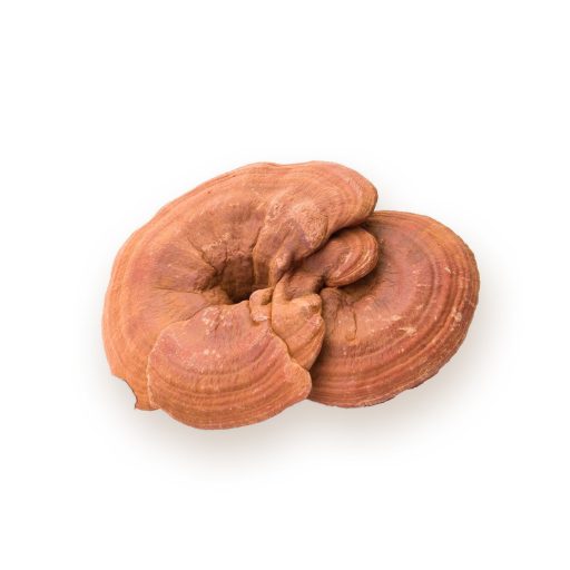 BioMenü BIO GANODERMA gomba kapszula 60 db alapanyag
