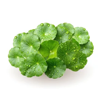 Caleido GOTU KOLA kivonat kapszula 60 db termékkép