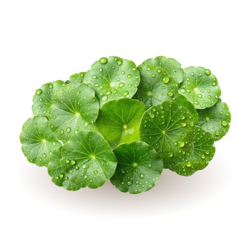 Caleido GOTU KOLA kivonat kapszula 60 db alapanyag