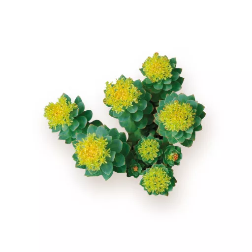 Caleido RHODIOLA ROSEA kivonat kapszula 60 db alapanyag