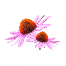 Echinacea