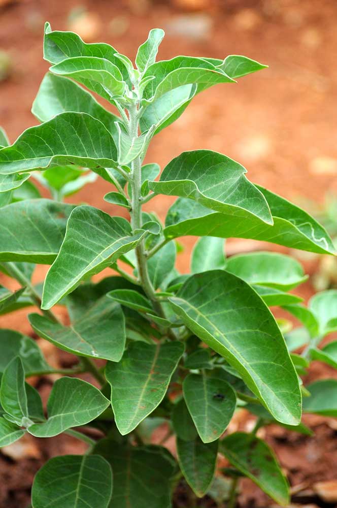 Ashwagandha növény