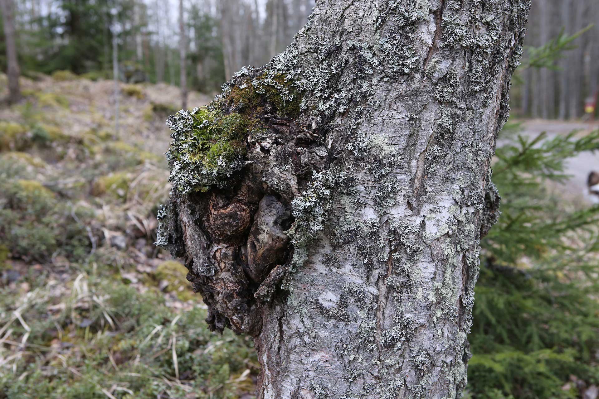 chaga diabétesz kezelésében)