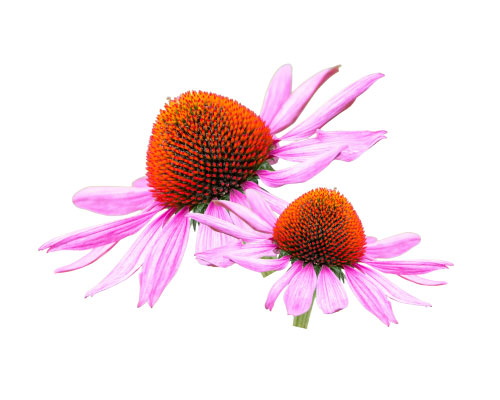 Echinacea