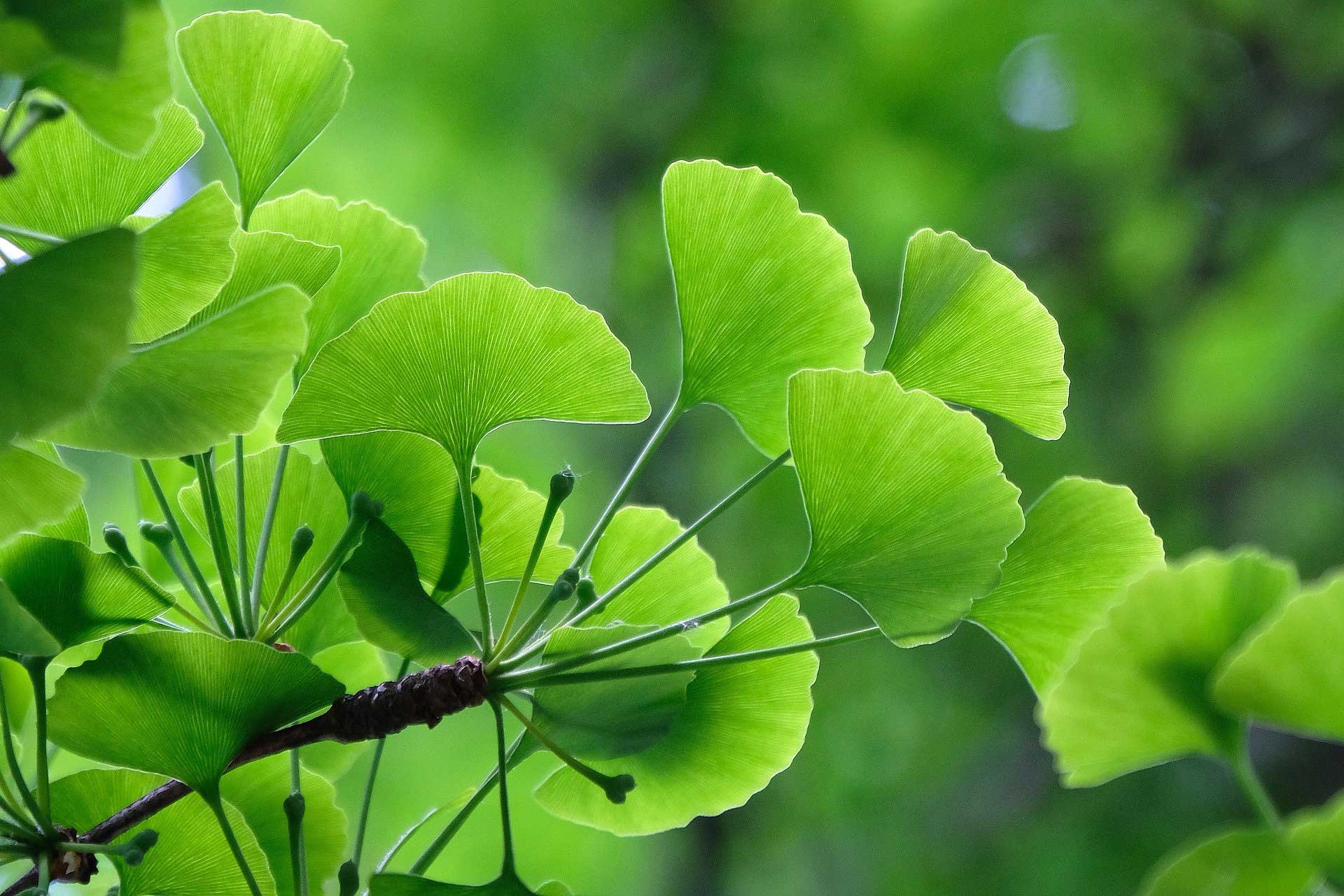 Fogyás ginkgo biloba A ginkgo biloba és a fogyás