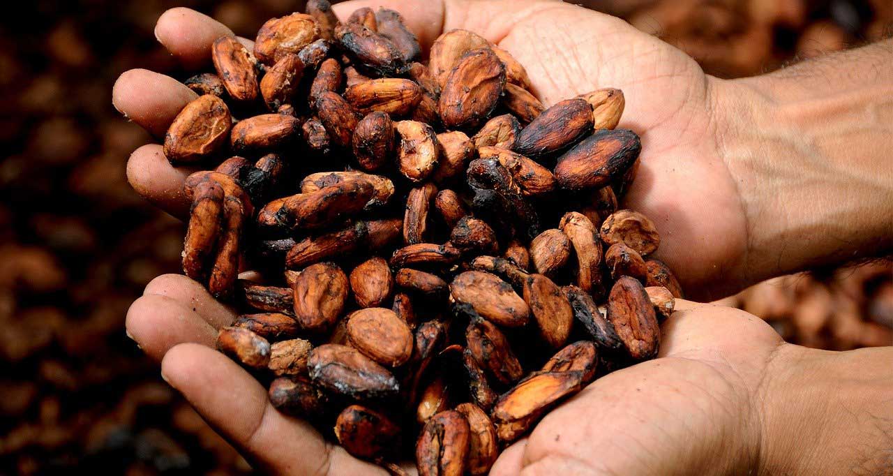 Kakaó (Theobroma cacao, sokoatl)