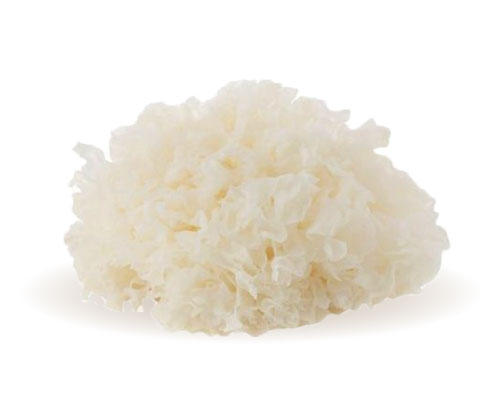 Tremella