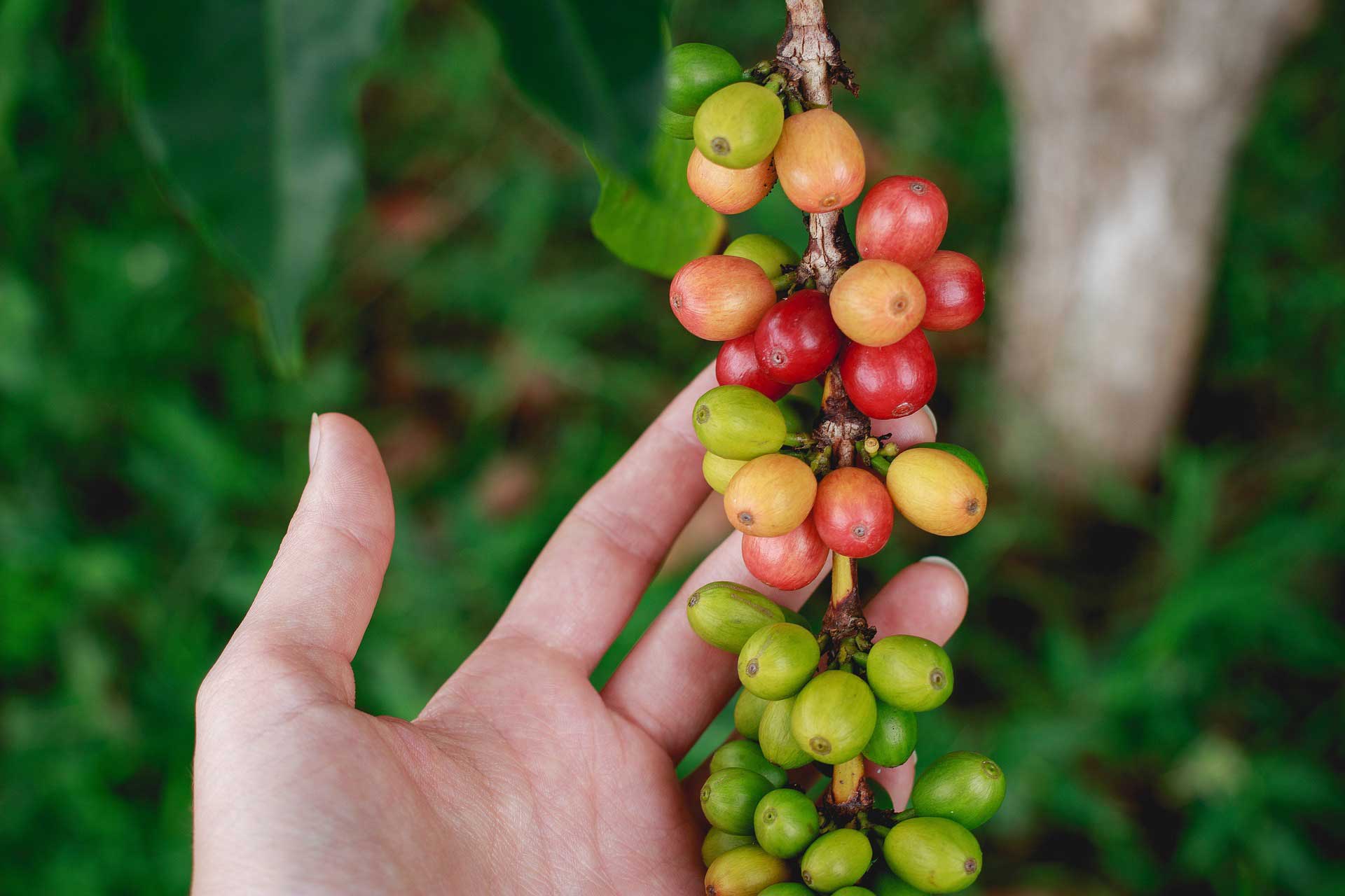 A koffein megváltoztathatja a nők ösztrogén hormon szintjét